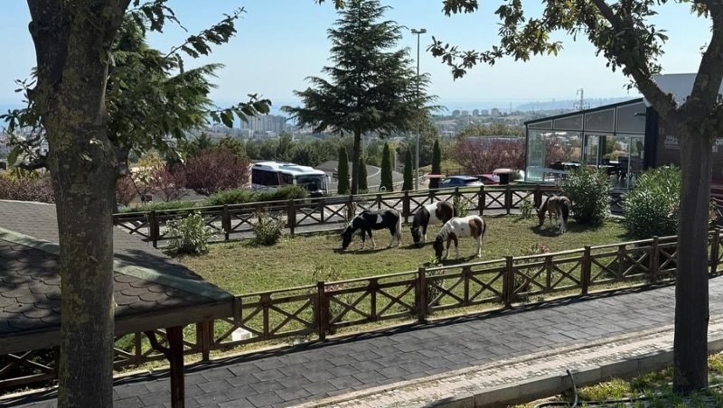 Otizmli Çocuklarımız Atlarla Buluştu